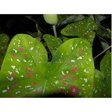 Caladium bicolor (Aiton)
